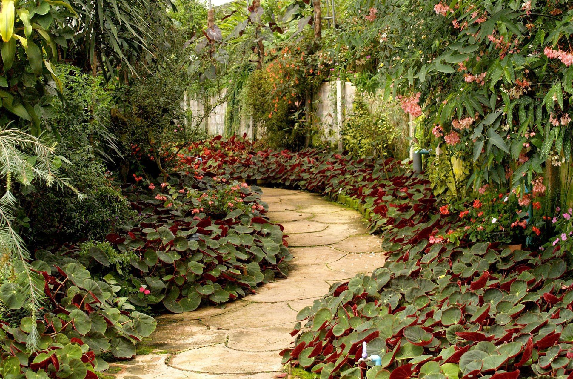 A tranquil garden pathway surrounded by vibrant tropical plants and flowers.